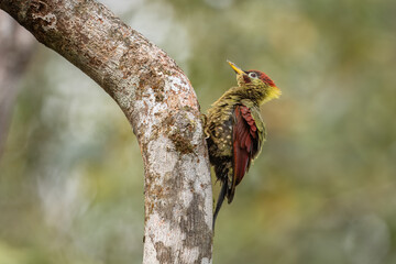 Crimson-winged Woodpecker perched on a tree