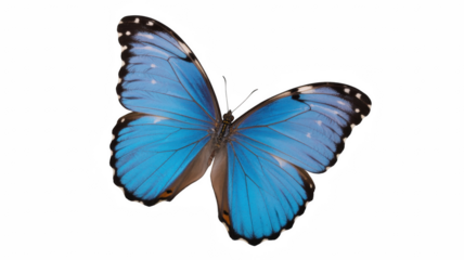 Striking blue butterfly with open wings isolated on white a vibrant insect for nature and wildlife projects