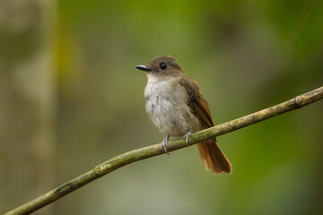 Crocker jungle flycatcher perched on a branch in the rainforest