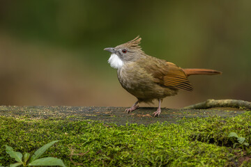Penan bulbul perched on a fallen tree