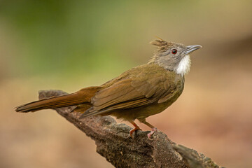 Penan bulbul perched on a fallen tree