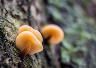 mushrooms on a tree. colorful photo of mushrooms. space for text. illustration of edible mushrooms.