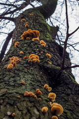 mushrooms on a tree. colorful photo of mushrooms. space for text. illustration of edible mushrooms.