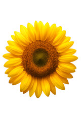 Naklejka premium Bright yellow sunflower blossom isolated on a pure white background, showcasing its summer beauty and natural flora
