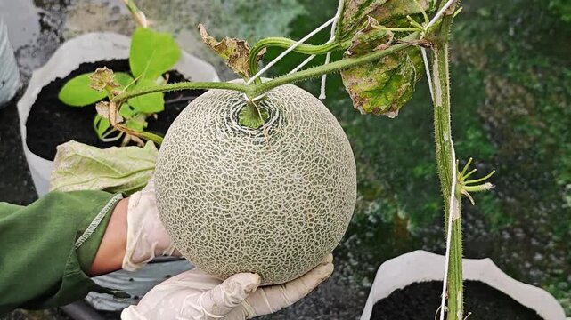 Fresh melon fruit