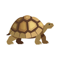 A brown tortoise walking slowly with a textured shell silhouette isolated on white background