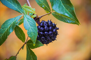 Eleutherococcus senticosus ripe berries and fruits in autumn. colorful autumn photo. illustration...
