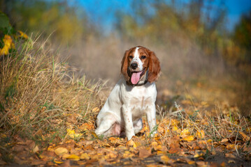 Charming cheerful white with red spots puppy of the breed spaniel with long ears sits among autumn grass and fallen yellow leaves. Walking with a hunting dog outside the city.