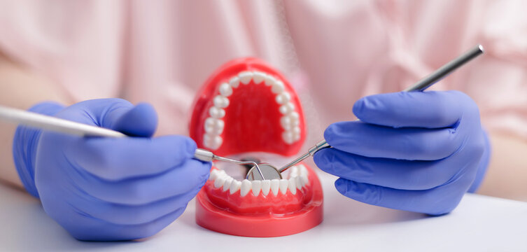 Dentist demonstrating dental hygiene with model teeth and tools