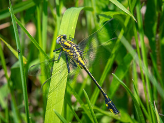 Midland Clubtail dragonfly perched among grass in a Driftless Area natural preserve in Wisconsin.
