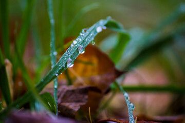 raindrops on green leaves. close-up of branches on a blurred background. colorful photo of nature in the rain. illustration.