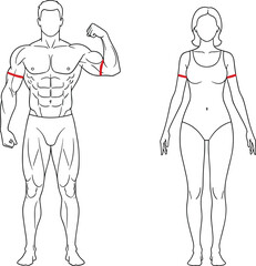 Vector outline of man and woman body, measuring arm circumference with red lines, fitness and muscle building concept.