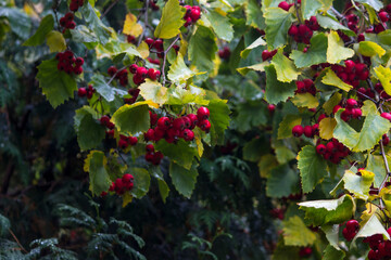 red hawthorn berries. colorful photo of ripe berries. illustration of hawthorn berries. solid...
