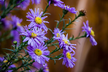 Virginia aster on a blurred background with blikai and bokeh. close-up