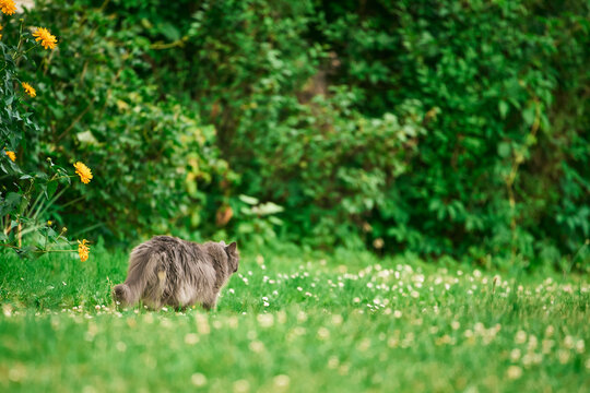 Long-haired gray cat in the yard