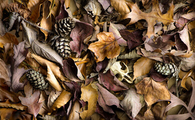 Squirrel skull, pine cones, and leaves of American dogwood, American beech, tulip tree, red oak, and other trees on forest floor in autumn in central Virginia.