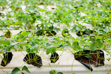 Lush green strawberry plants growing in hydroponic garden with irrigation drip system