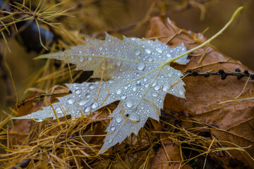 fallen maple leaf with raindrops. leaf  close-up. colorful photo of nature in the rain. illustration