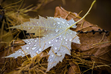 fallen maple leaf with raindrops. leaf  close-up. colorful photo of nature in the rain. illustration