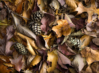 Leaves of American dogwood, American beech, tulip tree, red oak, and other trees on forest floor in autumn in central Virginia.