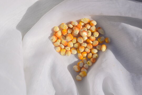 Brasil o maior produtor de cereais do mundo, gr&atilde;o de milho em formato do mapa brasileiro