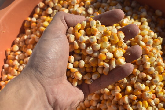 Milho amarelo fresco recem colhido em m&atilde;o de agricultor, colheita do cultivo de milho verde