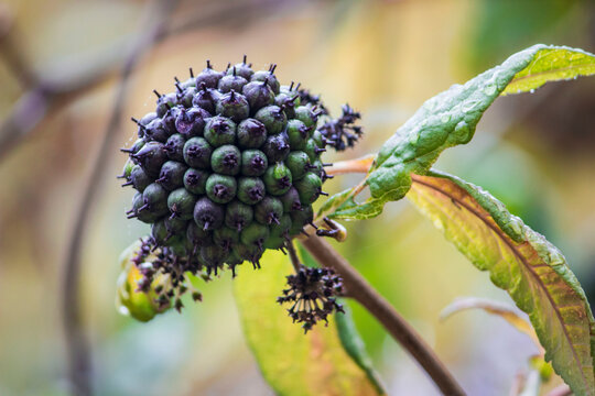 Eleutherococcus senticosus ripe berries and fruits in autumn. colorful autumn photo. illustration of autumn and nature colors