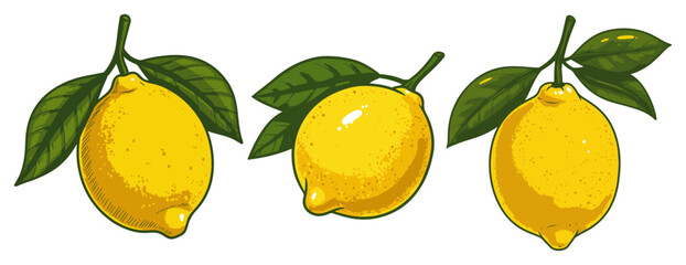 Three fresh lemons with green leaves – detailed citrus fruit illustration for food and market design