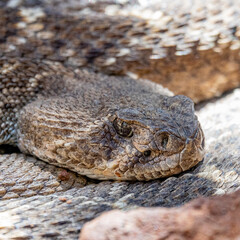 Rattlesnake up-close
