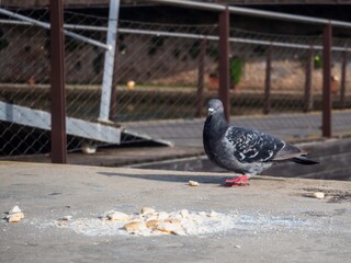 A pigeon eating crumbs by the bridge