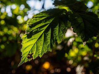 A green beech leaf with the sun's rays falling on it