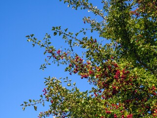 Red hawthorn bush against the sky