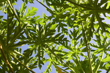 Plantação de mamoeiros, folhas da planta na sombra e céu azul