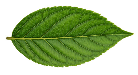 Fototapeta premium green leaf on white background