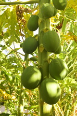 Tronco de mamoeiro carregado de mamãos, planta cheia de frutos verdes