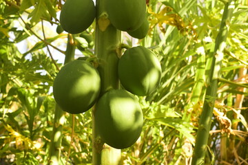 Tronco de mamoeiro com mamões verdes, plantação orgânica da planta
