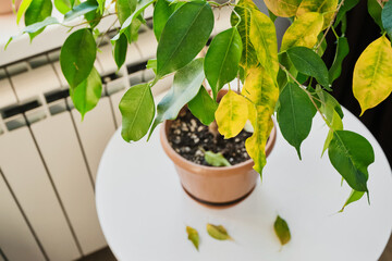 Indoor Ficus plant with drying and falling leaves in pot on white table. Sick houseplant concept © colnihko