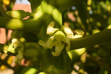Flor de mamoeiro desabrochando sob sombra da planta