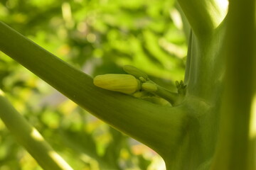 Flor de mamoeiro em meio a pomar da planta, florestal com pés de mamões