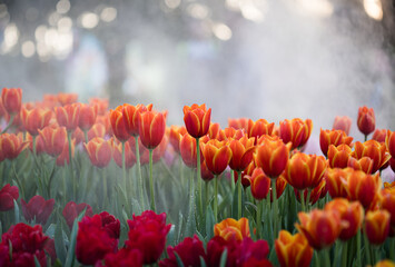 Tulips flower at chiangrai asean flower festival thailand