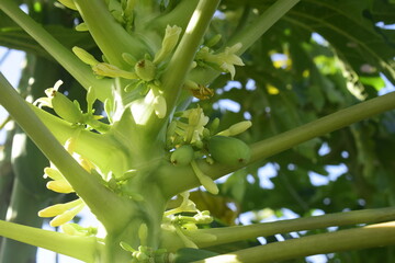 Pomar com mamoeiro em meia sombra repleto de flores e céu azul, florescimento do pé de mamão