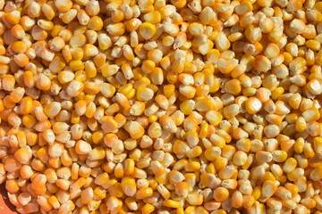 Grãos de milho orgânico, Pilha de milho verde desbulhado visto de cima