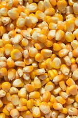 Milho verde cru desbulhado amarelo, grão do cereal amarelo fresco