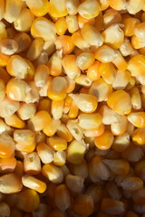 Grãos de milho verde amarelo visto de cima com sombra na parte inferior