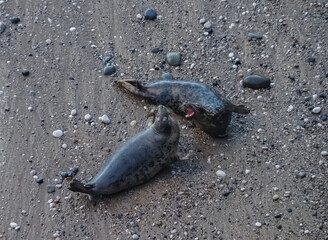 views from walking around the Great Orme Llandudno