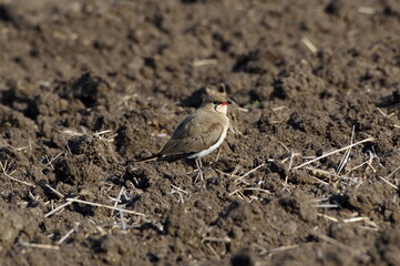  collared pratincole .Glareola pratincola
