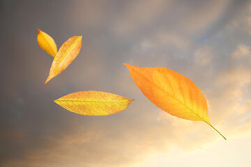 Beautiful autumn leaves flying in cloudy sky. Fall season