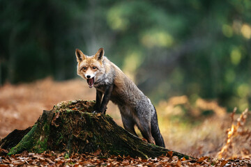 A red fox leans over a mossy tree stump in an autumn forest, its gaze focused and cautious. Warm tones, fallen leaves, and soft light create a serene woodland atmosphere around the curious animal.