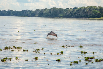 Delfín del Amazonas © Jefferson