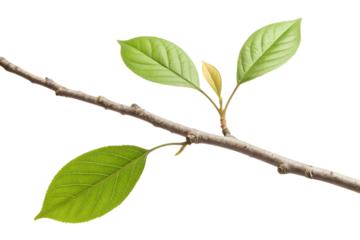 Simple branch with one leaf, clean shape, minimal texture, isolated on transparent background